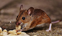24 Hour & Emergency Exterminators in Clancy, MT